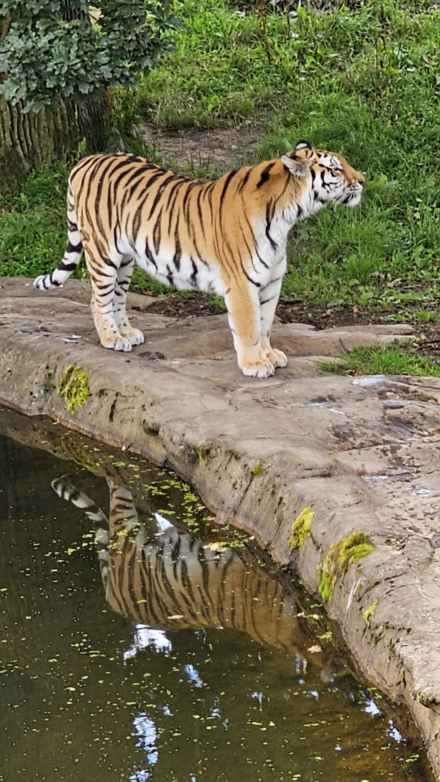 Tiger at Blair Drummond Safari Park near Stirling